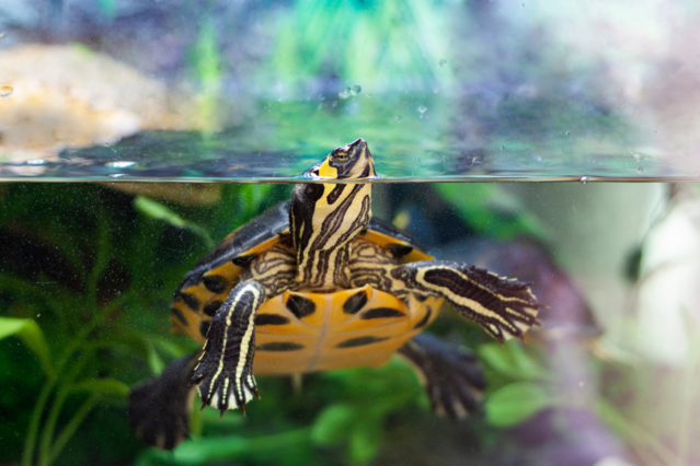 Schildkröten artgerecht halten Einsteiger-Tipps für neue Besitzer